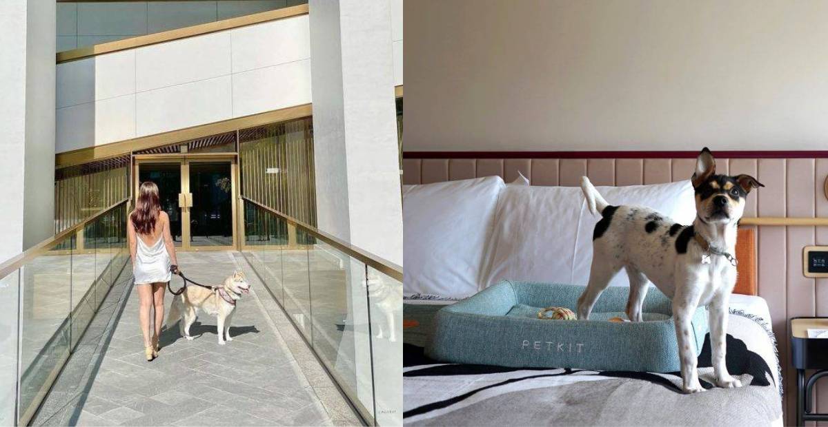 Top 10 Pet-Friendly Hotels 2024 in Hong Kong
